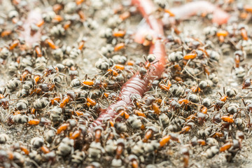 Swarm Of Ants Eating Earthworm