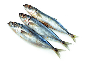 fresh sardine on white background