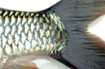 Fish scales background © evegenesis