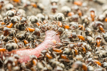 Swarm Of Ants Eating Earthworm