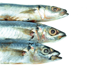 fresh sardine on white background