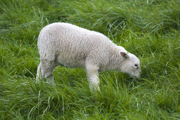 Obraz premium Little lamb on a green grass