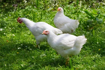 Photo sur Plexiglas Poulet 3 blancs de poulet