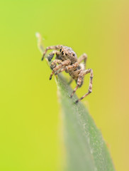 Jumping spider - Sitticus pubescens