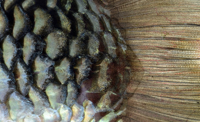 Fish scales background © evegenesis