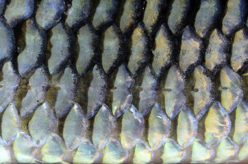 Fish scales background © evegenesis