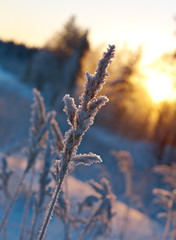 Winter scene