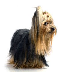 Yorkshire Terrier isolated on the white background
