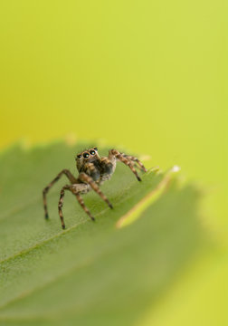 Jumping spider - Sitticus pubescens