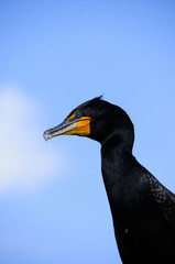 Double Crested Cormorant