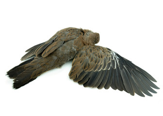 dead bird on white background