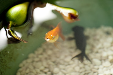 金魚
