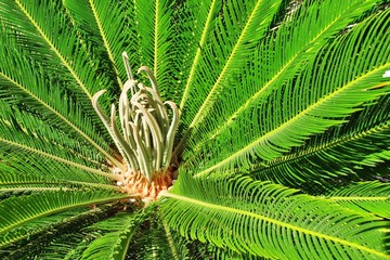 Junge Palme, Charlotte, North Carolina © Franz Gerhard