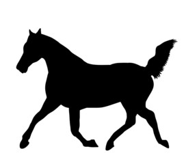 horse