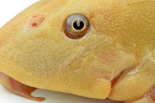 Fish  Hypostomus plecostomus