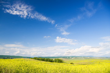Fototapeta premium Meadow of rape.