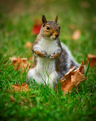Cute Squirrel Standing in Grass Closeup