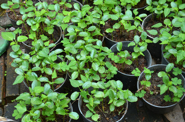 Papaya seedlings