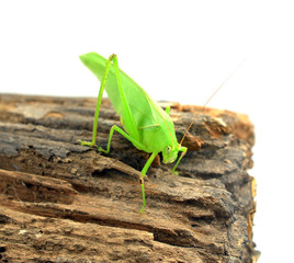 grasshopper isolated on white background