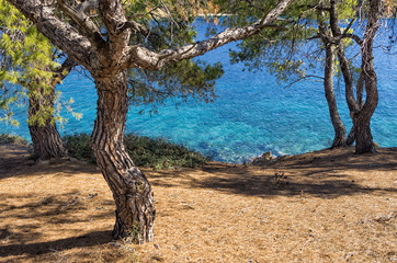 View to the sea through the trees, in Greece