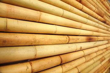 Bamboo cane background texture