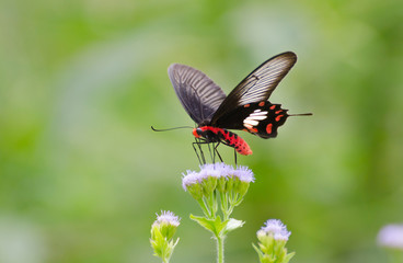Monarch butterfly on white flowers