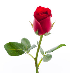 Naklejka premium Red rose