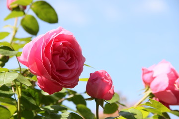 Rosa Rosen unter blauem Himmel