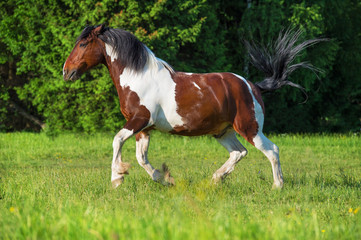 Fototapeta na wymiar Farba koń biegnie galop na wolności
