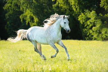 Obraz na płótnie Canvas Biały koń arabski działa galop w świetle słońca