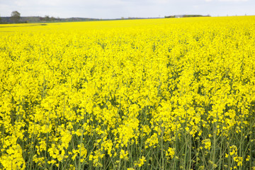 Blooming canola field