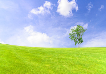 Landscape of green field with blue sky