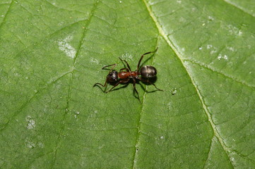 Waldameise auf einem Blatt