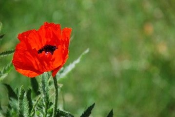 Feuermohn Nahaufnahme