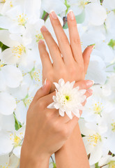 Fototapeta premium Beautiful female hands