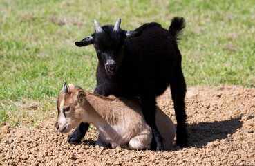 Fototapeta premium kuschelnde Ziegenkinder