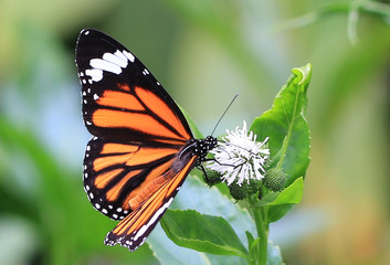butterfly and blooming flower