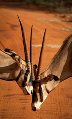 Two oryx nose to nose