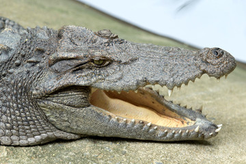 Alligator