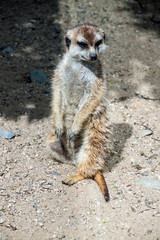 Fototapeta premium Meerkat or suricate
