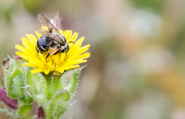 Bee working