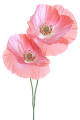 poppy