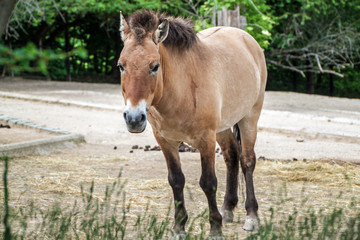 Fototapeta premium Przewalski's horse