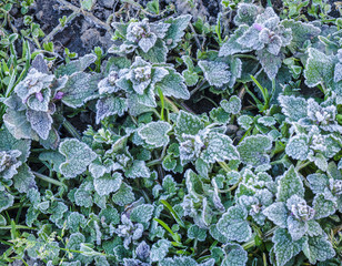 Spring leaves covered with frost -