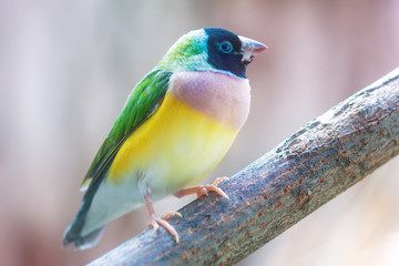 Gouldian finch (Erythrura gouldiae)