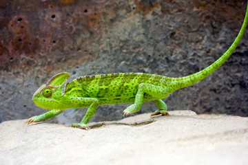 Naklejka na ściany i meble Veiled Chameleon (Chamaeleo calyptratus)