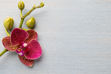 Orchid background. © gitusik