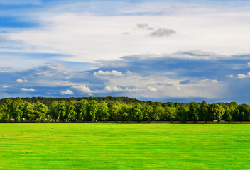 Green field with trees under the bright blue sky