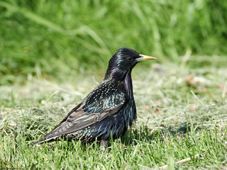 Common Starling (Sturnus vulgaris)