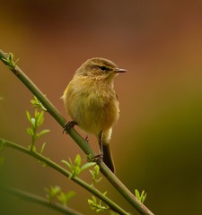 Phylloscopus canariensis on a branch